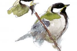 Jeune mésange charbonnière / © Denis Clavreul