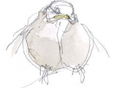 Jeune mésange charbonnière / © Denis Clavreul