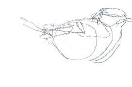 Jeune mésange charbonnière / © Denis Clavreul