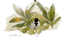 Jeune mésange charbonnière dans un camélia / © Denis Clavreul