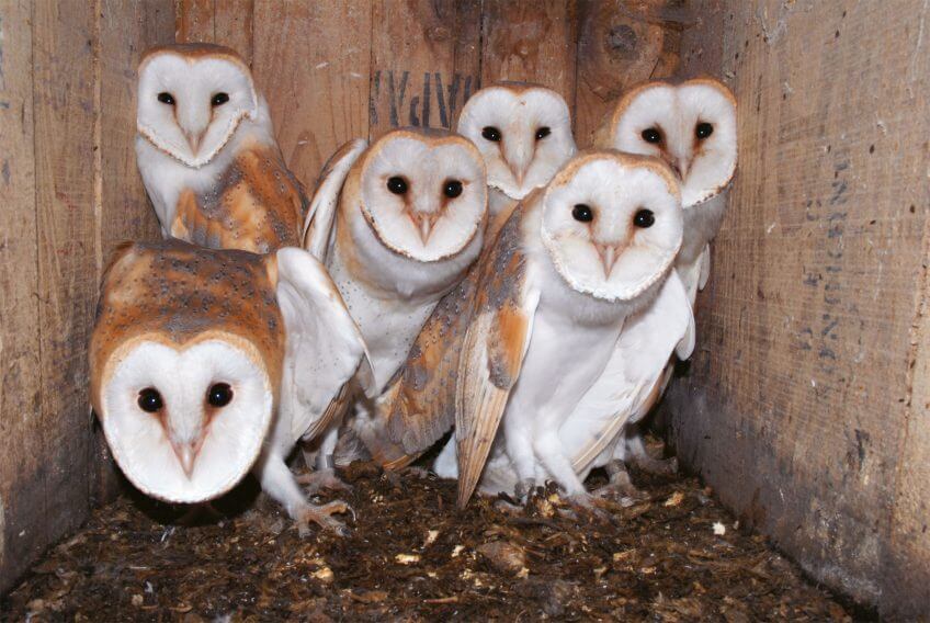 L'effraie, chouette aux nombreuses tactiques