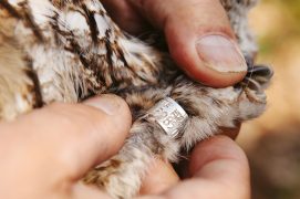La bague que l'on pose sur le tarse, ici sur une femelle adulte, permet de reconnaître l'oiseau d'année en année et de suivre son développement et sa reproduction. / © Sandro Campardo