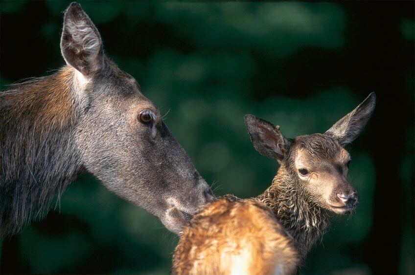 La biche prend soin de son faon nouveau-né en le léchant longuement. Ce nettoyage lui permet de mémoriser son odeur et de renforcer les liens maternels. Les pelisses des mammifères