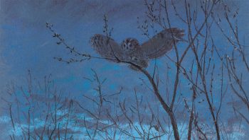 La chouette hulotte s'active quand la nuit tombe. La voilà prête à atterrir sur son perchoir d'écoute et d'observations.