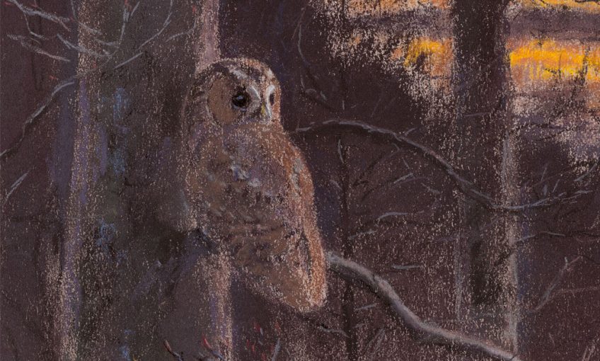 La chouette hulotte s'éveille... La chouette hulotte, aventures d'une noctambule
