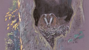 La femelle couve et protège le nid seule, tandis que le mâle chasse pour deux, puis, après l'éclosion, pour toute la famille.