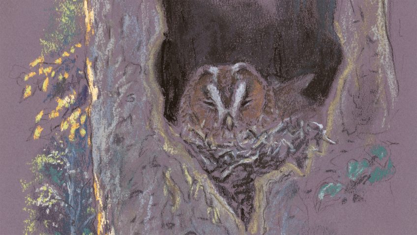 Papouilles et sérénades chez les hulottes