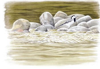 La gracieuse bergeronnette grise sur les galets d'une rivière / © Pierre Baumgart