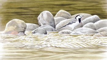 La gracieuse bergeronnette grise sur les galets d'une rivière La gracieuse bergeronnette grise sur les galets d'une rivière