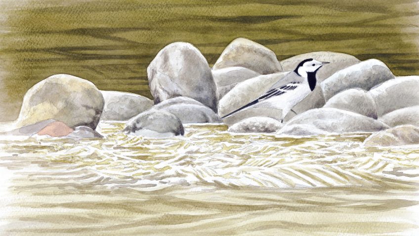 Oiseaux de rivière dessinés par Pierre Baumgart