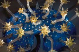 La lumineuse: Joliment appelée pensée de mer, Renilla mulleri forme des colonies de tubes répartis sur un disque enfoui dans le sable.
A l'extrémité des tiges, comme des étoiles ondulant dans les courants, huit tentacules s'occupent de capter la nourriture. Certaines Renilla possèdent des cellules fluorescentes activées en cas de dérangement. / © Heidi & Hans-Jürgen Koch