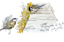 La mésange cahrbonnière de gauche, un mâle, «volette et prospecte le long du muret dans les polypodes.» / © Denis Clavreul