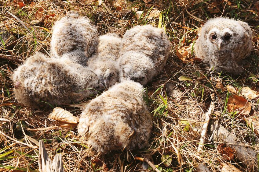 Opération chouettes: c'est dans la boîte !