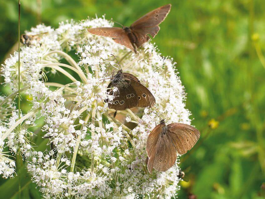 La reine-des-prés peuple le bord des étangs. Elle offre son nectar à de nombreux papillons. Parmi eux, les tristans. Balade à Saignelégier, au pays des étangs noirs