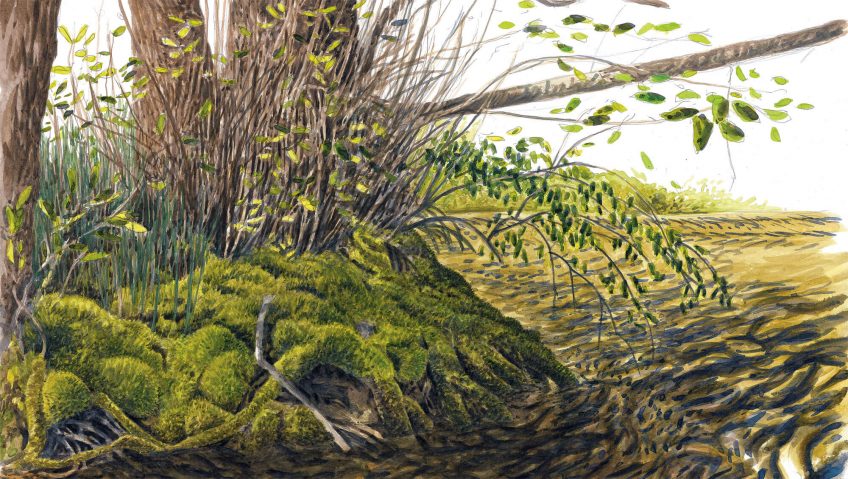 Plantes étonnantes des berges