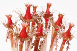 L'accrocheuse: La petite tubulaire aime le courant, porteur de nourriture – plancton ou invertébrés – que ses tentacules rosâtres portent à sa bouche située au bout de bulbes rouges. Elle se fixe grâce à son stolon dans les algues ou sur les rochers, dans les zones à fortes marées. On la trouve aussi quelquefois accrochée à la coque des bateaux. / © Heidi & Hans-Jürgen Koch