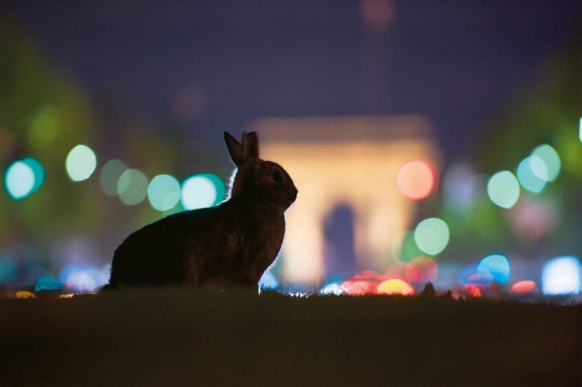 Lapin de Garenne en plein Paris, non loin de l'Arc de Triomphe Paris sauvage