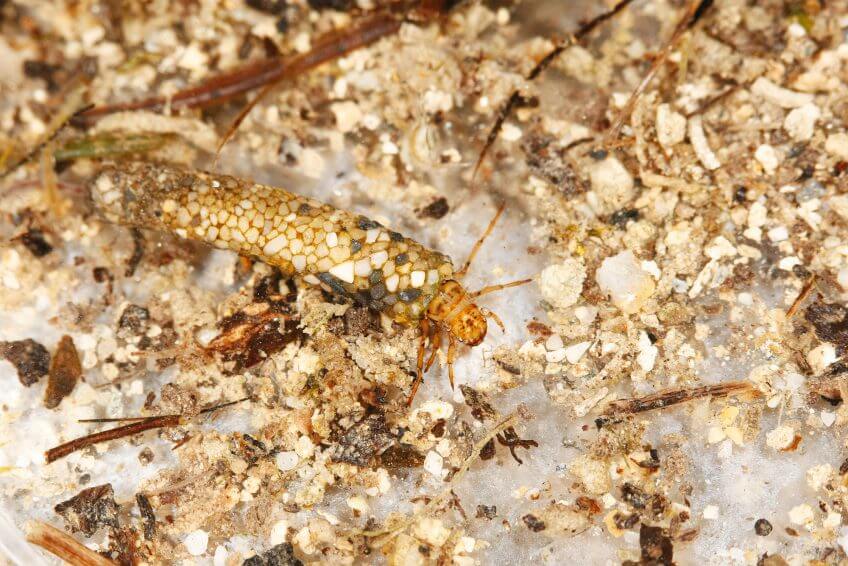 Larve de phrygane ou trychoptère dans son fourreau de cailloux. Observation des insectes des rivières