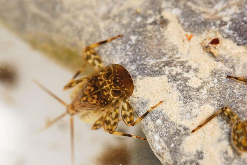 Larve d'éphémère Cloeon Observation des insectes des rivières