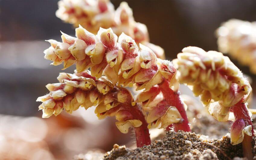 Lathrée écailleuse Plantes étonnantes des berges