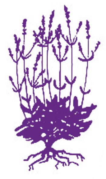 La lavande, plante vagabonde