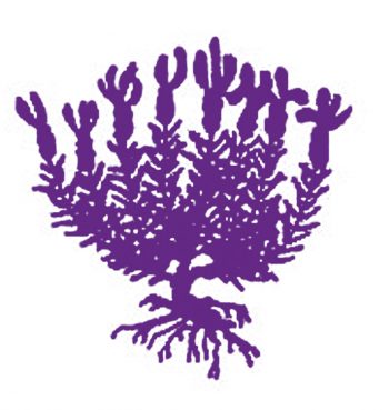 La lavande, plante vagabonde