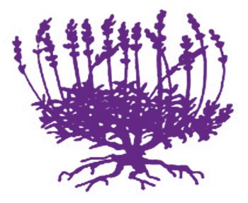 La lavande, plante vagabonde