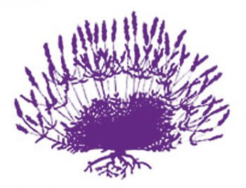 La lavande, plante vagabonde