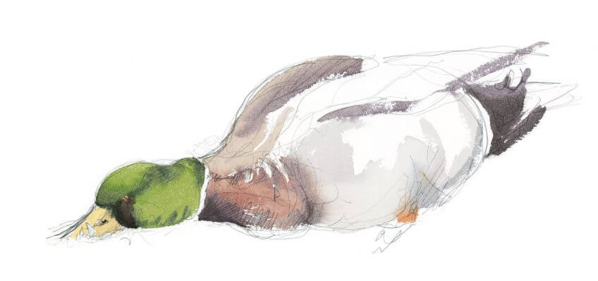 Le canard colvert utilise son bec aplati comme un filtre. Jamais sans ma cane