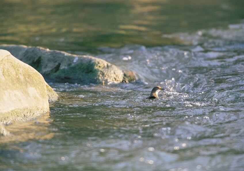 Bergeronnette, cincle et autres oiseaux de rivière