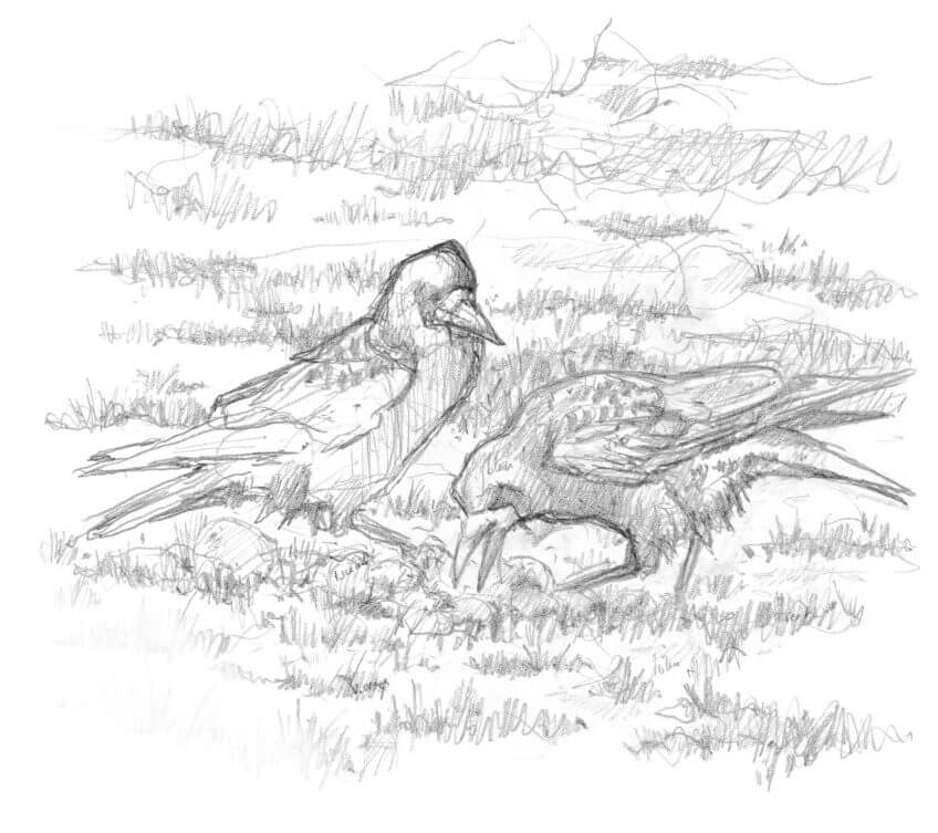 Naissance d'une image de corbeaux freux