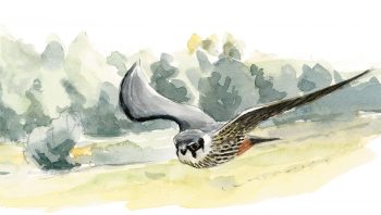 Le faucon hobereau chasse avec aisance les insectes et petits oiseaux en plein vol.