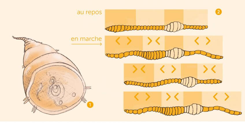 Des poils, même les vers en ont
