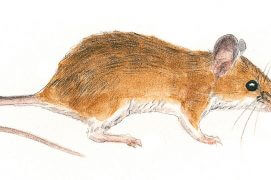 Le mulot sylvestre se distingue des campagnols par sa longue queue, son museau plus pointu et ses larges oreilles. / © Jean Chevallier