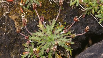 Le plantain "corne de cerf", une plante du bord de mer, a posé ses valises au coeur des continents grâce à la salaison artificielle des routes.