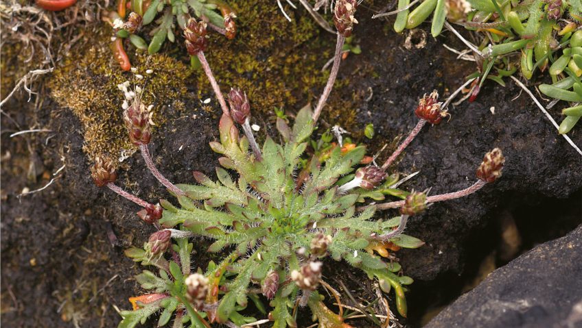 Des plantes folles de sel