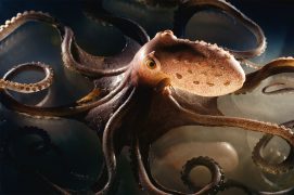 Le voyant: Cet œil qui nous fixe appartient au poulpe tacheté. Une pieuvre à longs bras que les plongeurs nocturnes observent dans les rochers ou dans les herbiers de posidonies. Pas très grand – une quinzaine de centimètres pour 400 grammes –, ce céphalopode se nourrit de bivalves, de poissons et d'autres poulpes. / © Heidi & Hans-Jürgen Koch