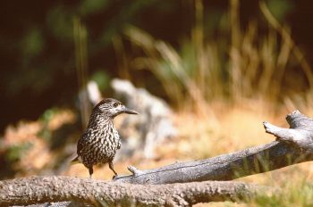 Les aroles attirent de nombreux cassenoix mouchetés  qui se nourrissent de leurs graines. Sans doute entendrez-vous leurs krerr-krerr-krerr répétés en séries rapides. Avec un peu de patience, vous pourrez observer leur vol lourd ressemblant à celui du geai. / © Benoît Renevey