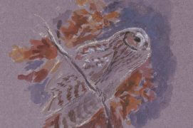 Les chouettes hulottes commencent déjà à chanter en automne. / © Jean Chevallier