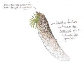 Les cônes décortiqués par le bec-croisé sont aisément reconnaissables. Observer les habitants de l'épicéa