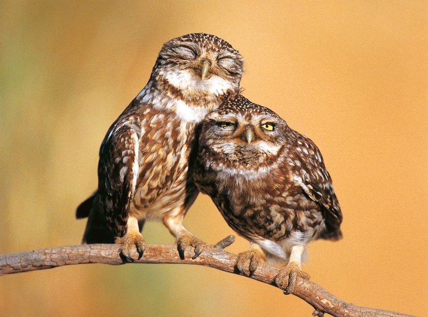 Chouette ! Et plus si affinités...