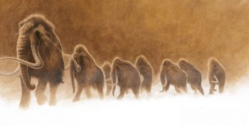 Les courtes défenses de lait, longues de cinq centimètres, tombaient à l'âge de 18 mois. Les défenses définitives des mammouths croissaient ensuite toute la vie. Chez de jeunes mâles en bonne santé, la pousse pouvait atteindre 15 centimètres par an. Les courtes défenses de lait, longues de cinq centimètres, tombaient à l'âge de 18 mois. Les défenses définitives des mammouths croissaient ensuite toute la vie. Chez de jeunes mâles en bonne santé, la pousse pouvait atteindre 15 centimètres par an.