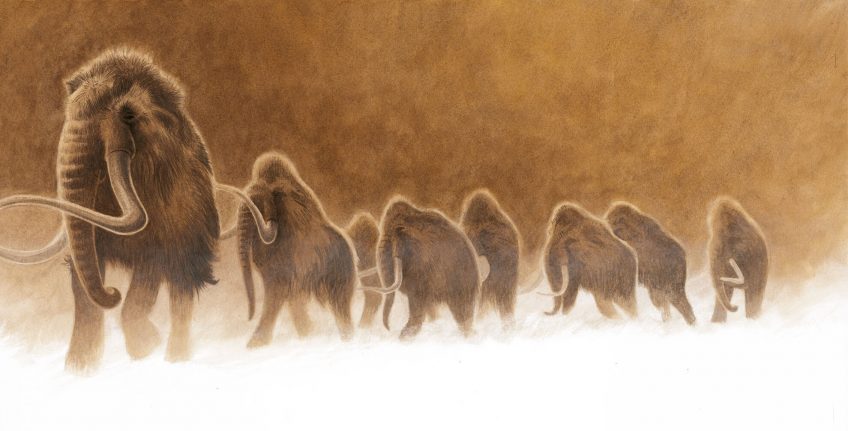La puissance et la gloire du mammouth