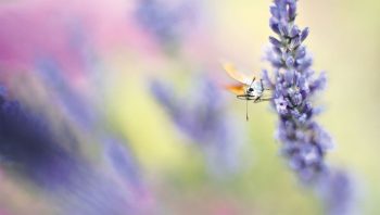 Les fleurs parfumées de la lavande attirent quantité d'insectes. Les fleurs parfumées de la lavande attirent quantité d'insectes.