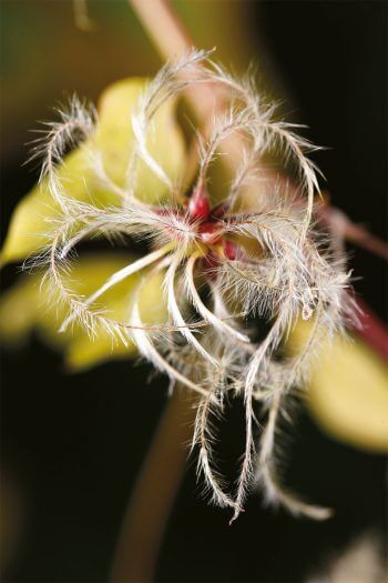 Des toisons à foison: les plantes ont des poils!
