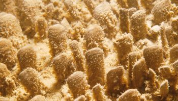 Les haploops vivent à l'intérieur de tubes qui couvrent les fonds marins à une profondeur de 15 à 30 mètres. Les haploops vivent à l'intérieur de tubes qui couvrent les fonds marins à une profondeur de 15 à 30 mètres.