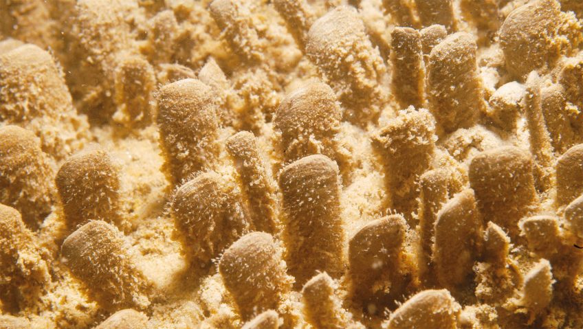 Haploops à la loupe