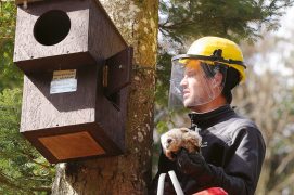 Les hulottes femelles peuvent devenir agressives lorsqu'on approche leurs petits. Eric Hosking, un photographe anglais, a perdu un œil lors d'une attaque. Par mesure de précaution, les chercheurs portent donc un casque de protection. / © Sandro Campardo