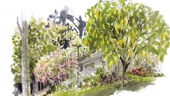 Les mésanges charbonnières se plaisent dans les jardins. Les mésanges charbonnières se plaisent dans les jardins.