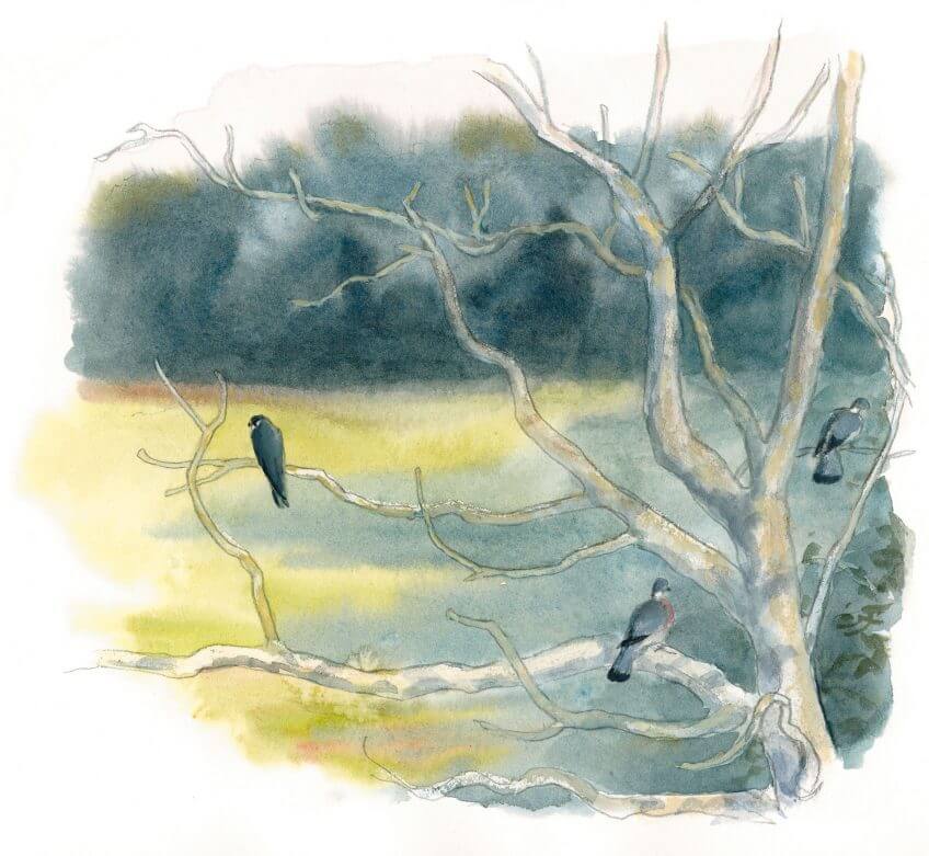 Vivre en faucon hobereau 